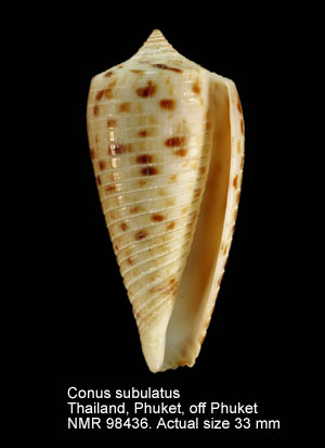 Conus subulatus (11).jpg - Conus subulatus Kiener,1845